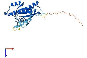 RAB39A Protein (AA 1-217) (His tag)