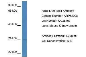 Western Blotting (WB) image for anti-Chymotrypsin-Like Elastase Family, Member 1 (CELA1) (Middle Region) antibody (ABIN2784733)
