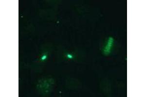 Immunofluorescence (IF) image for anti-Cell Division Cycle Associated 8 (CDCA8) (AA 1-280), (N-Term) antibody (ABIN1449290)
