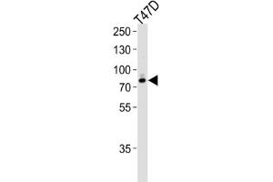 Western Blotting (WB) image for anti-Exostosin 2 (EXT2) antibody (ABIN3004162) (EXT2 Antikörper)