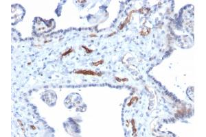 Formalin-fixed, paraffin-embedded human Placenta stained with Podocalyxin Mouse Monoclonal Antibody (PODXL/2184).