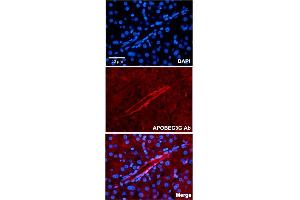 Immunofluorescent staining of human liver with APOBEC3G polyclonal antibody  at 1:100 dilution. (APOBEC3G Antikörper  (N-Term))