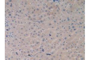 IHC-P analysis of Human Liver Tissue, with DAB staining. (TLR9 Antikörper  (AA 28-362))