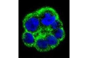 Immunofluorescence (IF) image for anti-Phosphate Cytidylyltransferase 1, Choline, alpha (PCYT1A) (AA 34-62), (N-Term) antibody (ABIN954057)