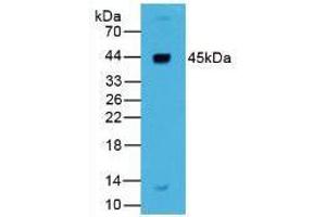 Western blot analysis of Human Liver Tissue. (Renin Antikörper  (AA 67-179))