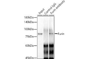 Immunoprecipitation analysis of 300 μg extracts of A-549 cells using 3 μg Furin antibody (ABIN7267277). (FURIN Antikörper)