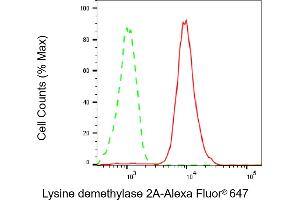 anti-Lysine (K)-Specific Demethylase 2A (KDM2A) antibody