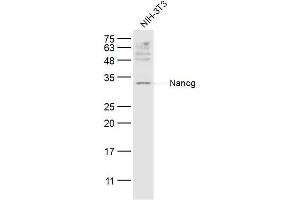NIH/3T3 lysates probed with Nanog Polyclonal Antibody, Unconjugated  at 1:300 dilution and 4˚C overnight incubation. (Nanog Antikörper  (AA 101-200))