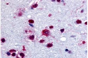 Anti-PYGB antibody  ABIN1049279 IHC staining of human brain. (PYGB Antikörper  (C-Term))