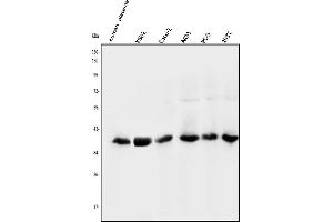 Western blot analysis of NMI using anti-NMI antibody (ABIN3043451). (NMI Antikörper  (AA 2-307))