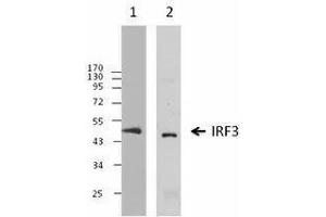 Western Blotting (WB) image for anti-Interferon Regulatory Factor 3 (IRF3) antibody (ABIN2666279) (IRF3 Antikörper)