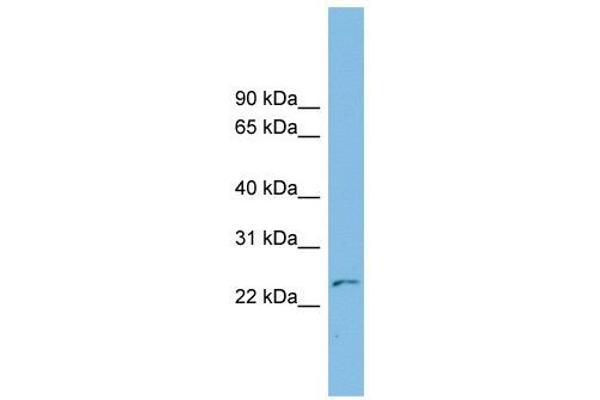 THYN1 Antikörper  (N-Term)