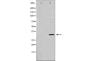 Western blot analysis of extracts of K562, using USF1 antibody. (USF1 Antikörper  (Internal Region))