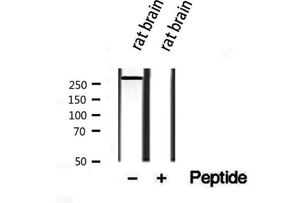 PIEZO1 Antikörper  (Internal Region)