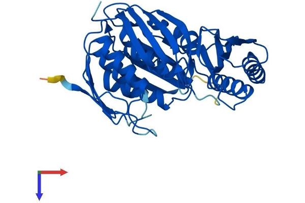 RTCD1 Protein (AA 1-366) (His tag)
