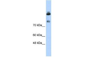 WB Suggested Anti-HDLBP Antibody Titration:  0. (HDLBP Antikörper  (N-Term))