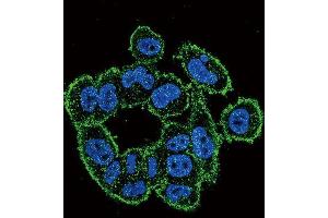 Immunofluorescence (IF) image for anti-Plasminogen Activator, Urokinase (PLAU) antibody (ABIN3003732) (PLAU Antikörper)