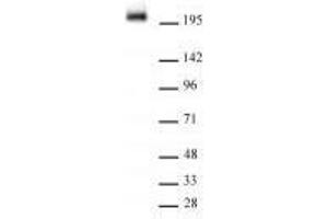 RNA Pol II CTD phospho Tyr1 antibody (rAb) (rAb) tested by Western Blot. (Rekombinanter Rpb1 CTD Antikörper  (pTyr1))