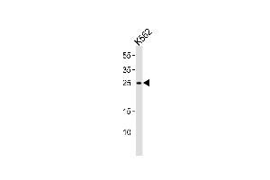 Western blot analysis of lysate from K562 cell line, using RAB27A Antibody (C-term) (ABIN1881720 and ABIN2839093). (RAB27A Antikörper  (C-Term))