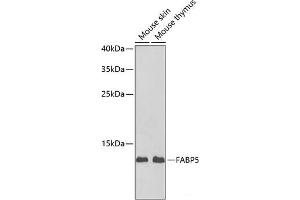 Western blot analysis of extracts of various cell lines using FABP5 Polyclonal Antibody at dilution of 1:1000. (FABP5 Antikörper)