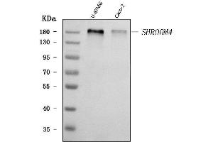 Western blot analysis of SHROOM4 using anti-SHROOM4 antibody (ABIN7600980). (Shroom Family Member 4 (SHROOM4) (AA 262-928) Antikörper)