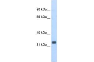 Western Blotting (WB) image for anti-Ets Homologous Factor (EHF) antibody (ABIN2462031)