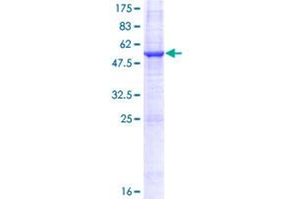 PNPLA4 Protein (AA 1-253) (GST tag)