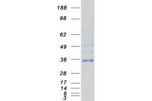 Validation with Western Blot (C1orf186 Protein (Myc-DYKDDDDK Tag))