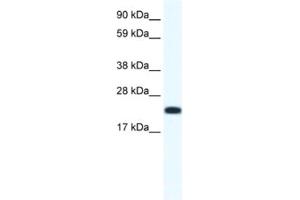 Western Blotting (WB) image for anti-Cbp/p300-Interacting Transactivator, with Glu/Asp-Rich Carboxy-terminal Domain, 4 (CITED4) antibody (ABIN2461495) (CITED4 Antikörper)