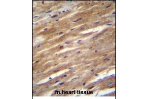 FSD2 Antibody (N-term) (ABIN656214 and ABIN2845531) immunohistochemistry analysis in formalin fixed and paraffin embedded mouse heart tissue followed by peroxidase conjugation of the secondary antibody and DAB staining. (FSD2 Antikörper  (N-Term))