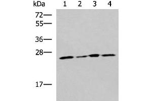 Western blot analysis of LOVO Hela A549 and HT29 cell lysates using RPL13A Polyclonal Antibody at dilution of 1:1600 (RPL13A Antikörper)