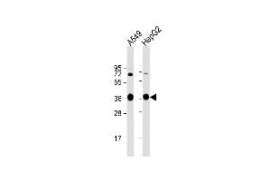 All lanes : Anti-AKR1C3 Antibody (Center) at 1:1000 dilution Lane 1: A549 whole cell lysate Lane 2: HepG2 whole cell lysate Lysates/proteins at 20 μg per lane. (AKR1C3 Antikörper  (AA 107-135))
