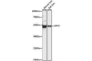 Western blot analysis of extracts of various cell lines using OPTC Polyclonal Antibody at dilution of 1:1000. (OPTC Antikörper)