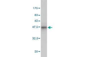 Western Blotting (WB) image for anti-Protein Phosphatase 3, Regulatory Subunit B, alpha (PPP3R1) (AA 1-170) antibody (ABIN562357)