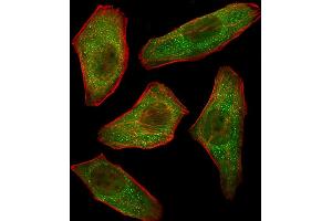 Fluorescent image of  cells stained with PIK3R3 Antibody (C-term) A.