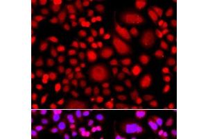 Immunofluorescence analysis of A549 cells using PRKAG3 Polyclonal Antibody (PRKAG3 Antikörper)