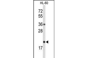 RNASEH2C Antikörper  (AA 80-108)