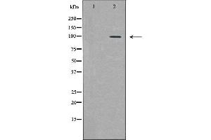 Western blot analysis of HeLa  lysate using PML antibody.