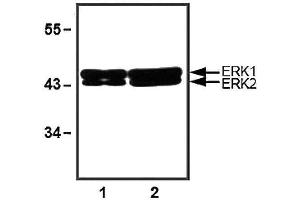 1:1000 (1 ug/ml) antibody dilution used in WB of 10 ug (1) and 30 ug (2) of HeLa cell lysates. (ERK1/2 Antikörper)
