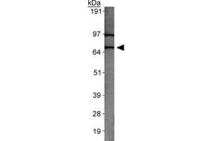 Western blot analysis of SLC31A2 in MEF cell lysate with SLC31A2 polyclonal antibody . (SLC31A2 Antikörper  (AA 50-100))
