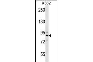 STRN4 Antibody (N-term) (ABIN656682 and ABIN2845920) western blot analysis in K562 cell line lysates (35 μg/lane). (STRN4 Antikörper  (N-Term))