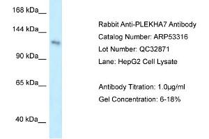 WB Suggested Anti-PLEKHA7 Antibody Titration: 0. (PLEKHA7 Antikörper  (Middle Region))