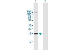 Western Blot analysis of APOC4 expression in transfected 293T cell line by APOC4 MaxPab polyclonal antibody. (APOC4 Antikörper  (AA 1-127))