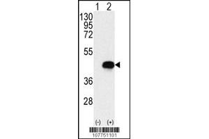 Western blot analysis of BCKDK using rabbit polyclonal BCKDK Antibody using 293 cell lysates (2 ug/lane) either nontransfected (Lane 1) or transiently transfected with the BCKDK gene (Lane 2). (BCKDK Antikörper  (AA 120-151))