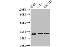 Western Blot Positive WB detected in: A549 whole cell lysate, Hela whole cell lysate, NIH/3T3 whole cell lysate All lanes: RPS2 antibody at 2 μg/mL Secondary Goat polyclonal to rabbit IgG at 1/50000 dilution Predicted band size: 32 kDa Observed band size: 32 kDa (RPS2 Antikörper  (AA 2-61))