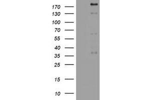 Image no. 1 for anti-Paternally Expressed 3 (PEG3) (AA 1-364) antibody (ABIN1490766)