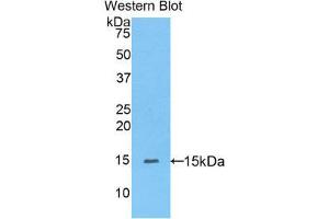 Western Blotting (WB) image for anti-Peroxisome Proliferator-Activated Receptor delta (PPARD) (AA 29-147) antibody (ABIN1175443) (PPARD Antikörper  (AA 29-147))