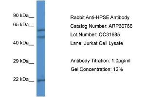 Western Blotting (WB) image for anti-Heparanase (HPSE) (N-Term) antibody (ABIN2788568) (HPSE Antikörper  (N-Term))