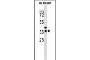 Western blot analysis in mouse heart tissue lysates (35ug/lane). (CEBPE Antikörper  (C-Term))