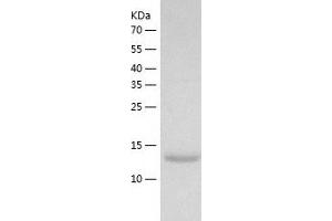 Western Blotting (WB) image for Prefoldin Subunit 4 (PFDN4) (AA 1-134) protein (His tag) (ABIN7124549) (PFDN4 Protein (AA 1-134) (His tag))